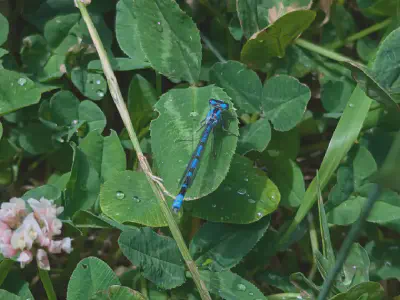 Northern bluet damselfly on clover.