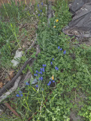 Clover, hyacinth, and daffodils.