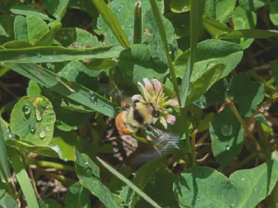 Bumblebee on a clover flower.&rsquo;