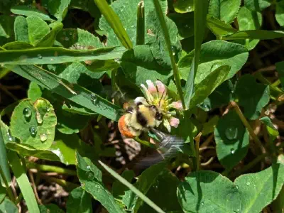 Bumblebee on a clover flower.’