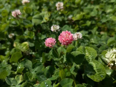 Pink and red clover