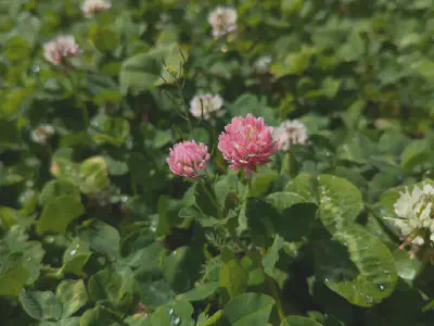 Pink and red clover