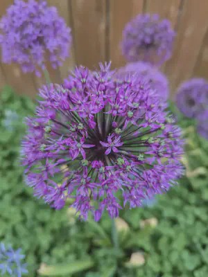 Allium &lsquo;Purple Sensation&rsquo;