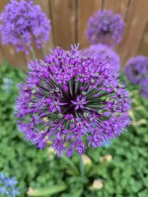 Allium ‘Purple Sensation’