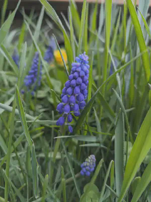 Blue grape hyacinth super sak.