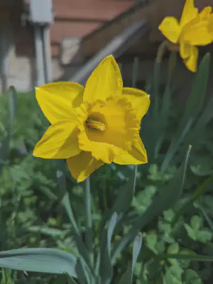 Daffodil.