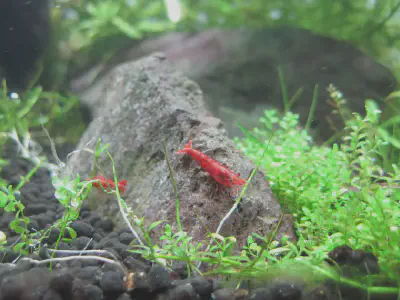 Shrimp on rocks