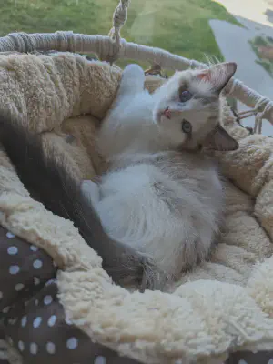Percy as a kitten